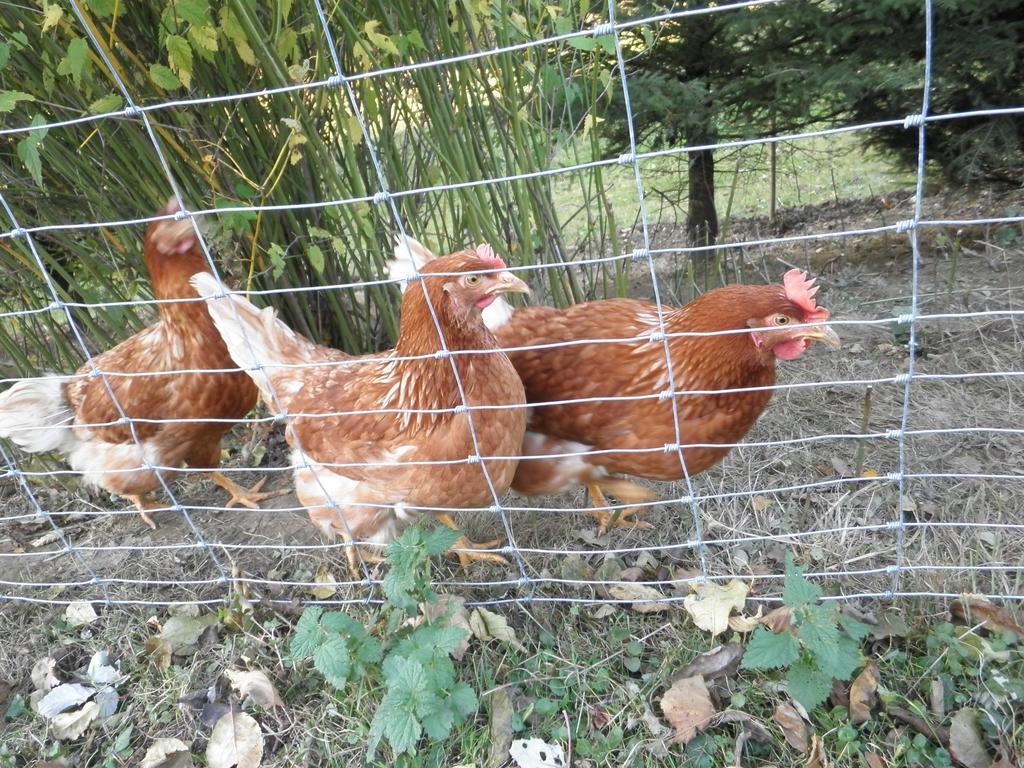 Bio-Bauernhof Haunschmid Βίλα Ardagger Markt Εξωτερικό φωτογραφία